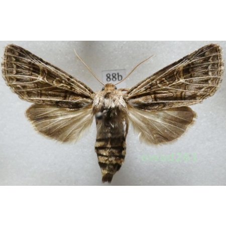 Tholera decimalis (Poda, 1761) Czech88b
